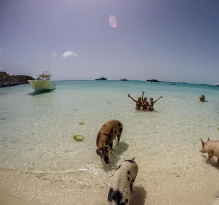 pigbeach