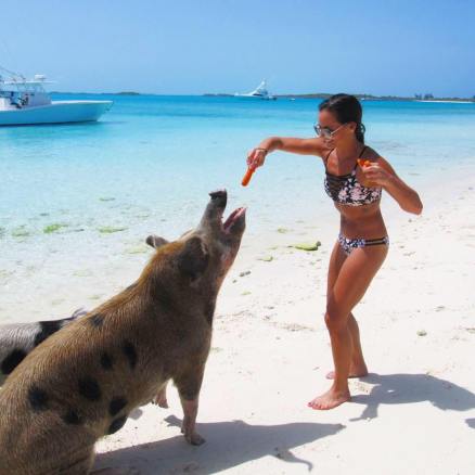 pigbeach2